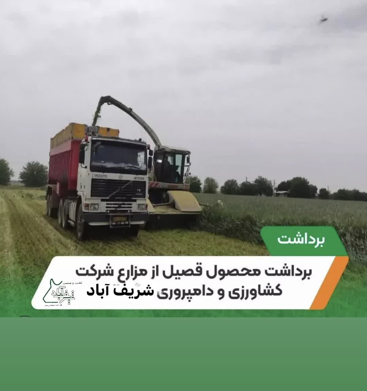 برداشت محصول قصیل جو از مزارع کشاورزی شرکت شریف آباد