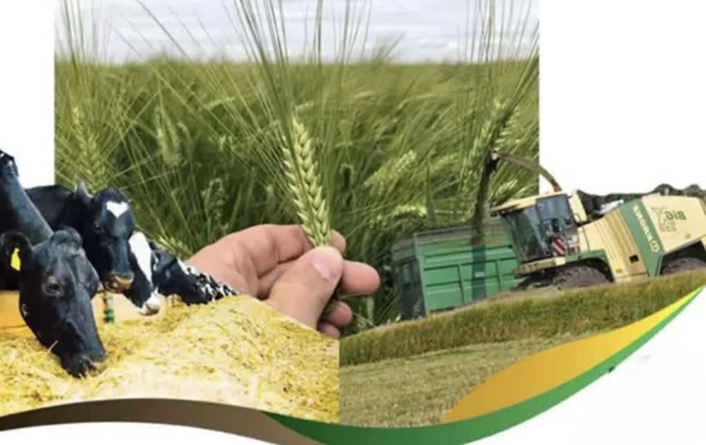 برداشت قصیل جو با کیفیت در اراضی کشاورزی شرکت کشت و صنعت شریف آباد