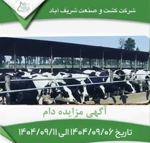 آگهی مزایده دام