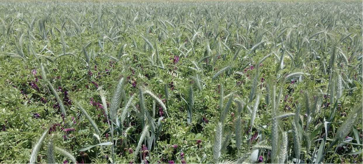 کشت علوفه های زمستانه در شرکت کشت و صنعت شریف آباد  گامی استراتژیک درجهت جایگزینی علوفه های تابستانه